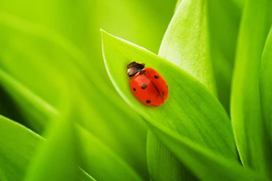 Nature Grass Ladybug Wallpapers