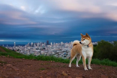 1366x768 Husky Landscape Wallpapers