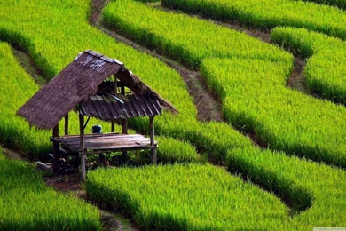 Rice Field Landscape HD Desktop Wallpapers : High Definition ...