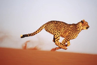 Cheetah HD Desktop Wallpapers , New Wallpapers, New Wallpapers