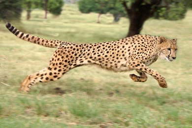 Running Cheetah   2560x1600   WHQD 16/10 (Wide Quad High ...