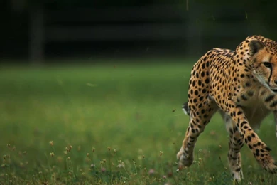 A Cheetah Running At 75mph. Notice The Stability Of Its Head At ...