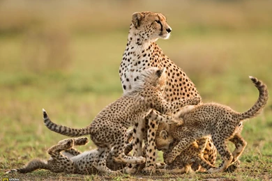 Cheetah Picture    Animal Wallpapers    National Geographic Photo ...