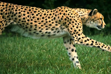 Running Cheetah On High Speed HD Camera   YouTube