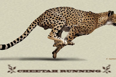 Cheetah HD Desktop Wallpapers