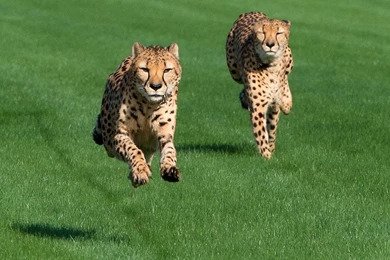 Houston Zoo Cheetahs Run At Sam Houston Race Park!   YouTube