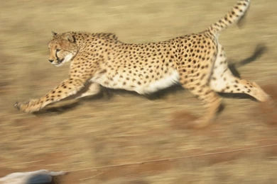 Bugatti Veyron V Giant Cheetah By Ironmaster99 On DeviantArt