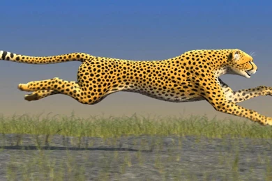 RunningCheetah   YouTube