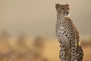 Cheetahs Cubs Running   Wallpaper.
