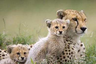 Cheetah Family Wallpapers