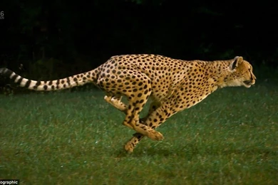 1600x1000px Free Wallpapers Cantik