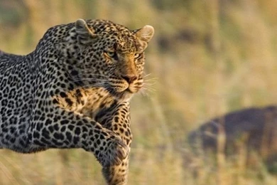 Running Cheetah HD Wallpapers For Your PC, Mac Or Mobile Device In ...