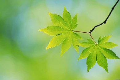 Cool Wallpapers 1366X768   Wallpapers High Definition