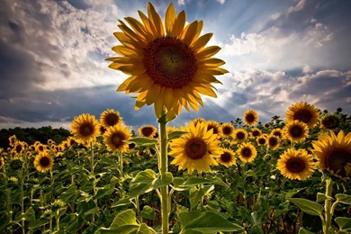 Flowers Hd Wallpapers Download   HD Wallpapers Lovely