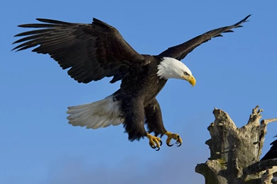 Flying Eagle HD Wallpapers, Flying Eagle Pictures, New Wallpapers