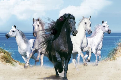 16296) Horse Wallpapers HD Attachment   WalOps.com