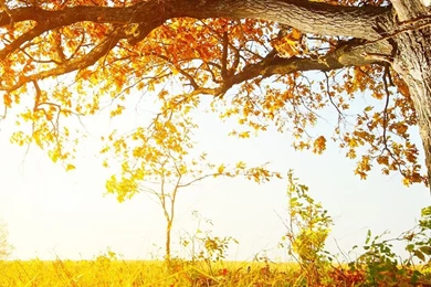 Sony Xperia Z1, ZL, Z, Samsung Galaxy S4, HTC One Fall Wallpapers ...