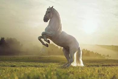 Horse Wallpapers HD Desktop 16193   HD Wallpapers Site