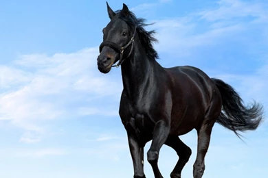 Download Black Horse Wallpapers For Desktop