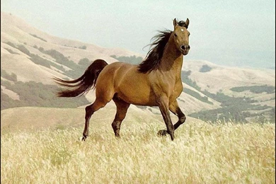 Horse Wallpapers 15   Best Wallpapers Collection