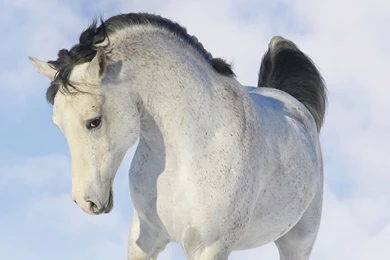 White Horse Wallpapers   Wallpapers HD Fine