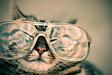 Download Wallpapers 1920x1080 Cat, Face, Glasses, Funny, Striped ...