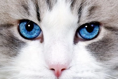 Wallpapers Note 3 Full Hd 1080 1920 Eyes Cat Blue   1080 X 1920 ...