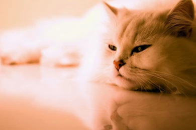 5 Free Cat Wallpapers