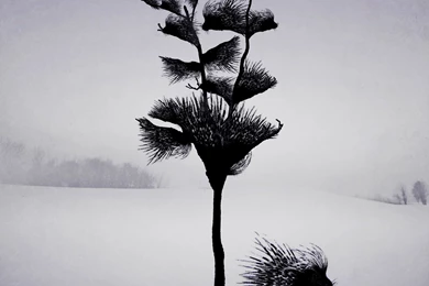 Browsing Wallpapers On DeviantArt