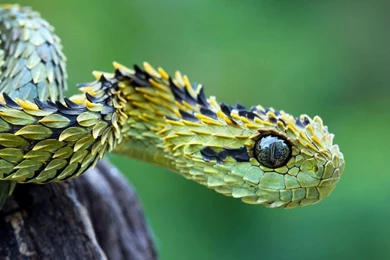 Desktop hd snake images cobra.jpg