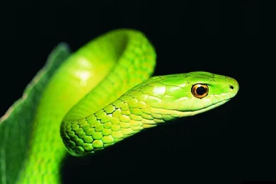 Best Snake Wallpapers Image Wallpapers