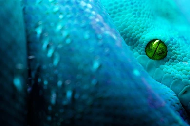 Desktop water snake pictures wallpaper.jpg