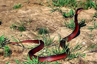 HD Snake Wallpapers AtozWallpapers