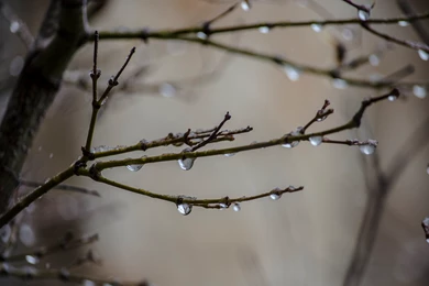 Nature Drops Water Wet Rain Storm Branch Twig Macro Close Up ...