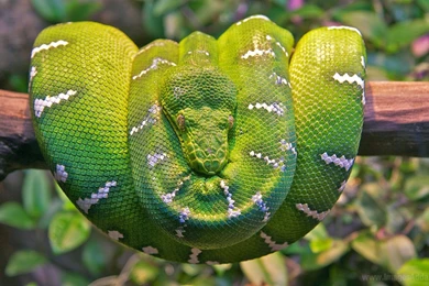 Emerald Tree Boa Snake Wallpapers