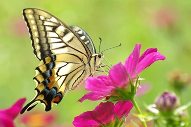 Beautiful Butterfly On The Flower Macro Wallpa