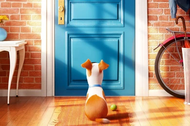 Download HD The Secret Life Of Pets 2015 Movie Wallpapers ...