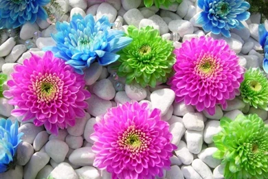 Colourful desktop pictures 1024x768.jpg