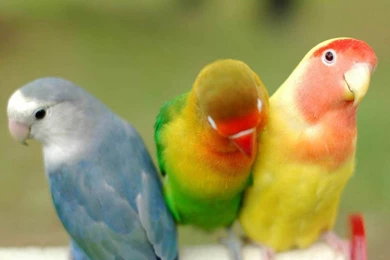 Desktop Wallpapers: Colourful Parrots Desktop Wallpapers