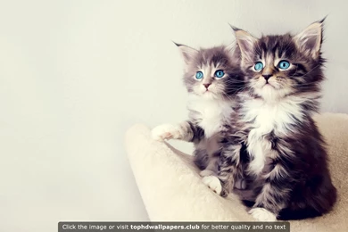 Best Kitten 4K Or HD Wallpapers For Your PC, Mac Or Mobile Device