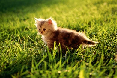 All New Pix1: Eek The Cat Wallpapers