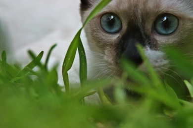 Siamese Cat Wallpapers