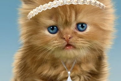 Best Funny Cat Wallpapers For Mobile Phones