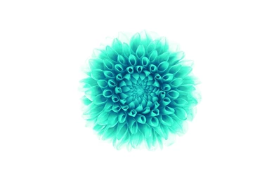 Floral Wallpapers Iphone 6 Plus High Resolution   BACKGROUND ...