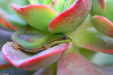 MADAGASCAR DAY GECKO MAUI WALLPAPER   (