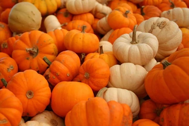 Wallpaper: Pumpkin Wallpapers