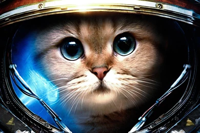 A Cat Wearing Helmet Of StarCraft II   Original Image Resolution ...