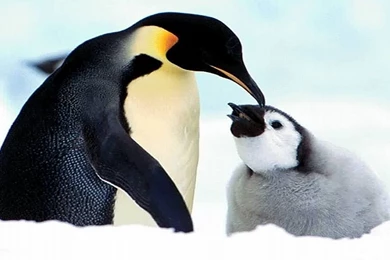 75 Free HD Animals Backgrounds