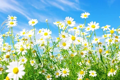 Spring Wallpapers Hd   HD Wallpapers Pretty