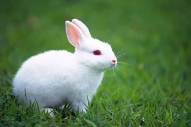 Rabbit Wallpapers HD [1366x768]   Free Wallpapers Full Hd 1080p ...